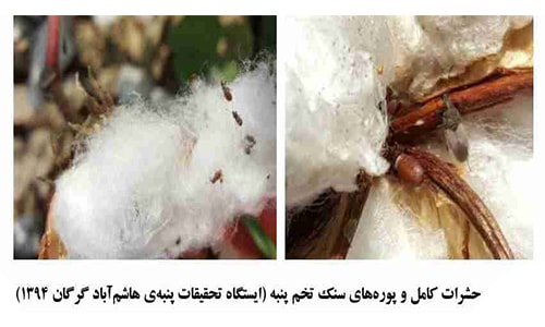آفات پنبه ، بیماری پنبه ، علف هرز پنبه